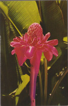 1960&#39;s Postcard HAWAII TORCH GINGER FLOWER - Unposted - £2.33 GBP