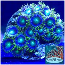 Radioactive Dragon Eye Zoanthids  - £19.14 GBP+