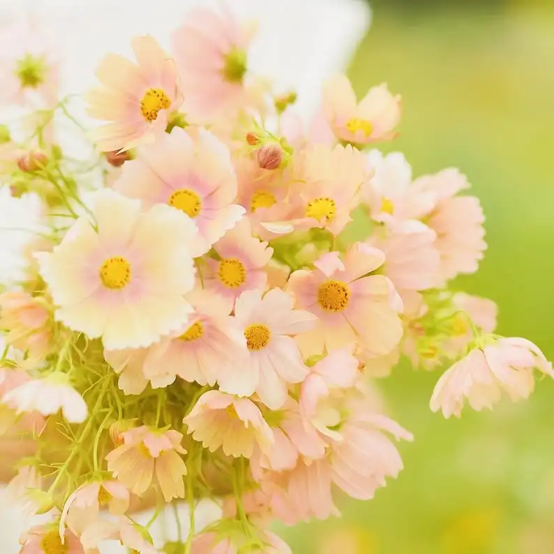 200 Apricot Lemonade Cosmos Seeds, Easy Annual Flower for Pollinator Gar... - €11,11 EUR
