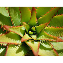 10 seeds Aloe lineata Succulents Garden Plants - $28.98