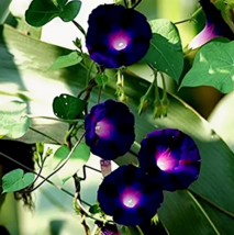 Heirloom Dark Blue Morning Glory with Bright Eyes Climbing Flowers 30 Seeds - £9.63 GBP