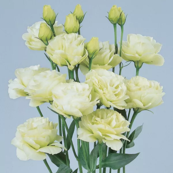 Lisianthus Seeds Rosita Green 25 Pelleted Seeds Cut Flower Seeds Fresh New - £13.74 GBP