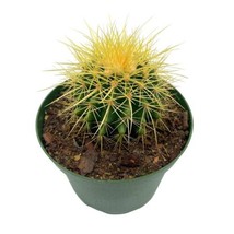 Golden Barrel Cactus, 6 inch, Echinocactus Grusonii, Gold Ball Cacti - $522.39 MXN