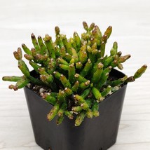 Cactus Pot Plant -Rhipsalis Cereuscula : Coral Cactus - In 2&quot; Pot - $124.22 MXN