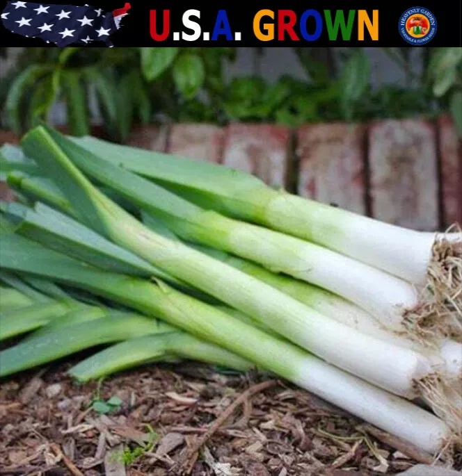 500 American Flag Leeks Seeds Allium Garden - £6.92 GBP