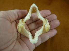 (sj500-10) 2-3/8&quot; Zebra Bullhead SHARK jaw sharks jaws teeth Heterodontus weird - £49.98 GBP