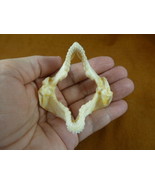(sj500-10) 2-3/8&quot; Zebra Bullhead SHARK jaw sharks jaws teeth Heterodontu... - $86.94 CAD