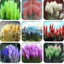 Pampas Grass Seeds Mixed 9 Colors 400 Pcs Seeds - £22.90 GBP