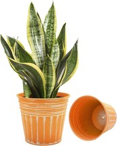 7 Inch Orange Metal Rustic Flower Pots From Vensovo - 6 Pcs. Medium Galvanized - £30.42 GBP