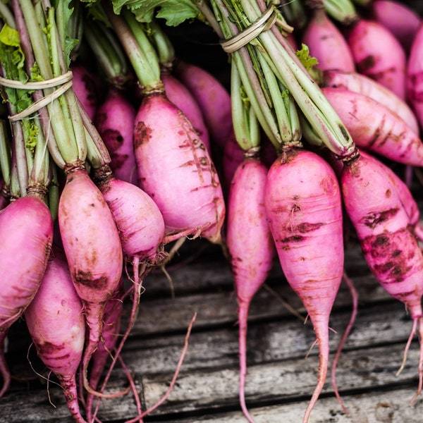 Purple Plum Radish Seeds Fresh Garden Seeds Fresh Seeds - $3.00