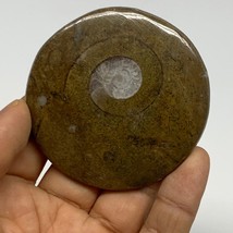 57.1g, 2.4&quot;x2.4&quot;x0.4&quot;, Goniatite (Button) Ammonite Polished Fossils, B30062 - £6.39 GBP