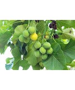 5 Physic Nut Barbados Purging Jatropha Curcas Tree Bio Diesel Bulk Seeds - €10,19 EUR
