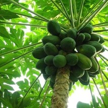 Maradol Papaya Tree Seeds Grows fruit in only 9 Months from seed 10 Seed... - £9.13 GBP