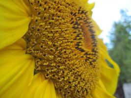 HeirloomSupplySuccess 50 Heirloom Mammoth Gray Stripe Sunflower Seeds - £1.59 GBP