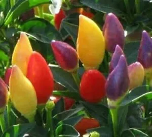 25 Seeds Numex Twilight Peppers Hot Vegetables Healthy Planting Fresh - £8.16 GBP