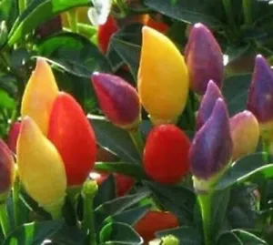 25 Seeds Numex Twilight Peppers Hot Vegetables Healthy Planting Fresh - £7.86 GBP