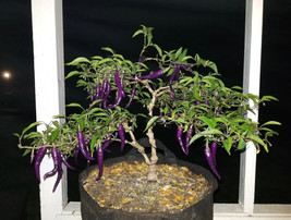 12 seeds Buena Mulata Purple Hot Pepper Heirloom Seeds Garden Glow Fast - £9.25 GBP