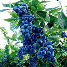 Blueberry Tree Seeds - £10.93 GBP