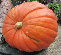 10 Seeds Pumpkin Big Max Up To 100 Lbs New Fast Shipping - $4.00