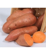 10 Vardaman Sweet Potato Slips Bush Variety Non-GMO Plants - $23.99