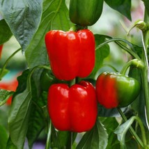 Sweet Big Red Bell Pepper Seeds Open Pollinated Pepper Seeds 20 Seeds An... - $9.65