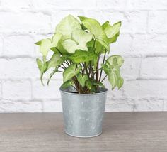 1Pcs Assorted Butterfly Syngonium Plant - Rustic Silver Pot - 4&quot; Live Houseplant - £43.56 GBP