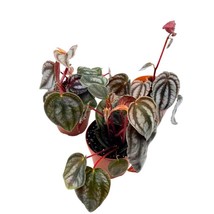 Peperomia Turboensis, 2 inch Set of 3, Metallic Black Rare Pep Purple Watermelon - $27.83