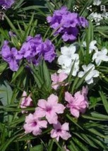 6 Mexican Petunia Live Plants~Ruellia 2 Plugs Of Each Color~Pink~Purple~White - £17.53 GBP