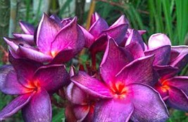 5 Bright Purple Pink Plumeria Seeds Plants Flower Flowers Seed 516 Fresh Seeds G - $9.00