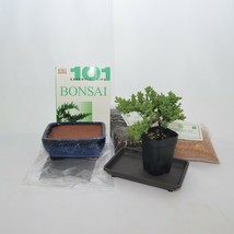 Bonsai small kit ,Japanese juniper, windswept style, 3 years old, lots i... - £36.67 GBP