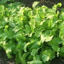 1000 Brown Mustard Brassica Juncea Vegetable Herb Seeds New Fresh Seeds USA - $14.90