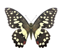 One real Papilio Demoleus butterfly, Asia, UNMOUNTED, WINGS CLOSED, Papered - $8.00