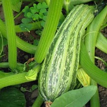 Costata Romanesco Zucchini Seeds 15 Ct Squash Curcurbito Pepo Vegetable  - £3.28 GBP