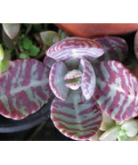 AW Kalanchoe Humilis Cacti Mesembs Huernia Red Succulents Cactus Seeds 1... - $27.59 CAD