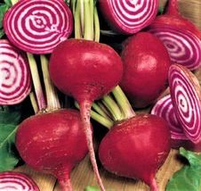 100+ Seeds Crosby Egyptian Beet Seeds NON-GMO - £10.22 GBP
