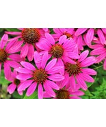 50 Bright Star Coneflower Seeds Echinacea Perennial Bloom Flower Seed Fr... - $13.55 CAD