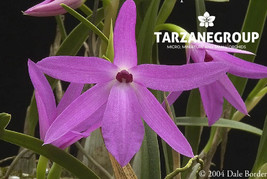 SOPHRONITELLA VIOLACEA SMALL ORCHID MOUNTED - $39.00