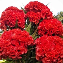 New Fresh 30 Celosia Chief Persimmon Seeds - £6.69 GBP