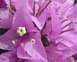 Bougainvillea rooted SILHOUETTE Starter Plant - $27.78