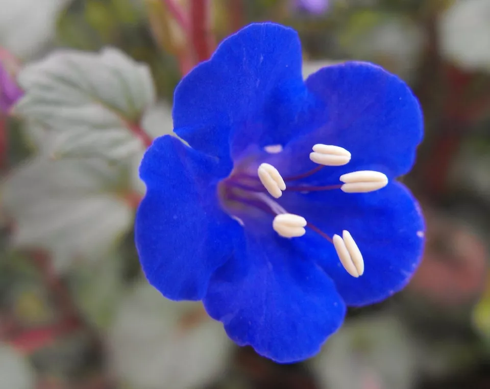RJ 2000+ Cali Desert Bluebell Seeds: FAST Borders, Pavers, Rock Garden Flower  - £3.65 GBP