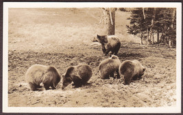Yellowstone Nat. Park RPPC Grizzly Bear Family - Haynes Real Photo Postcard - $12.25