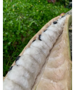 HT 8 Seeds Guama Sprouted (Icecream Bean) Guaba Fruit Pepeto Inga Planti... - $16.00