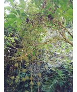 SRN Schefflera Pubigera Unique Tree Seeds Garden - $11.25