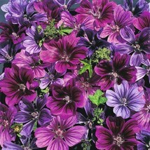 US Seller 25 Merlin Purple Hollyhock Seeds Perennial Flower - $10.98