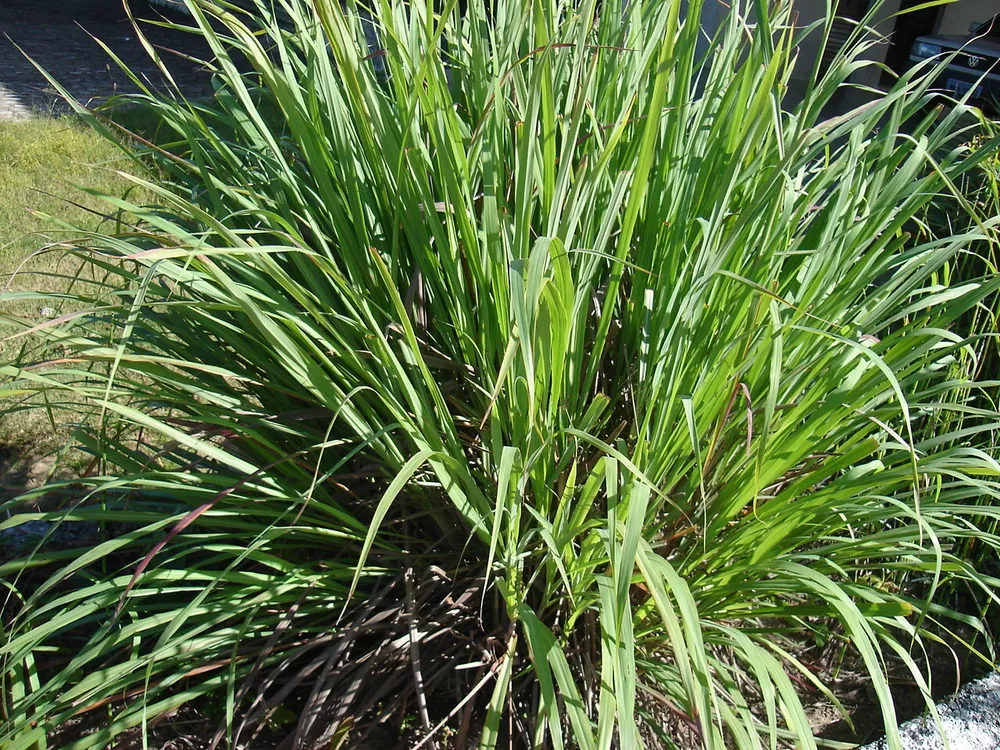 Cymbopogon Martinii Palmarosa Lemon Grass Seeds - £9.71 GBP