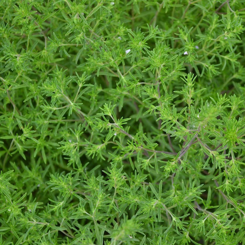 500+ SUMMER SAVORY SEEDS (Satureja hortensis)- Culinary &amp; Medicinal Herb... - $1.95