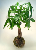Money Tree Kokedama Bonsai House Plant Japanese Moss - £94.42 GBP