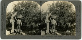 c1900&#39;s Real Photo Stereoview Keystone An Orange Tree, France - £7.46 GBP