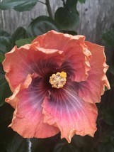 20 Orange Pink Hibiscus Seeds Flowers Flower Seed - $10.00