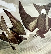Leach&#39;s Petrel Bird 1950 Lithograph Art Print Audubon Nature 1st Edition... - $377.05 MXN